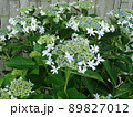 愛知県蒲郡市 あじさいの里 紫陽花 キララ、 89827012