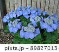 愛知県蒲郡市 あじさいの里 紫陽花 クラウンガク、 89827013