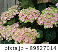 愛知県蒲郡市 あじさいの里 紫陽花 コーラ、 89827014
