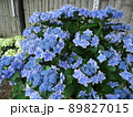 愛知県蒲郡市 あじさいの里 紫陽花 コンペイトウ、 89827015