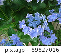 愛知県蒲郡市 あじさいの里 紫陽花 コンペイトウ、 89827016