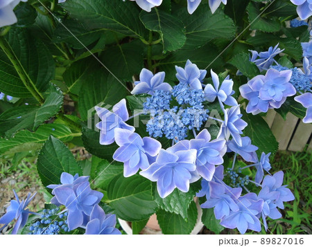 愛知県蒲郡市 あじさいの里 紫陽花 コンペイトウ、 89827016