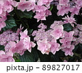 愛知県蒲郡市 あじさいの里 紫陽花 コンペイトウピンク、 89827017
