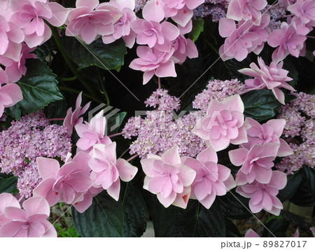 愛知県蒲郡市 あじさいの里 紫陽花 コンペイトウピンク、 愛知県蒲郡市 あじさいの里 紫陽花 コンペイトウピンク、 89827017