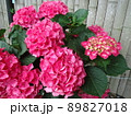 愛知県蒲郡市 あじさいの里 紫陽花シティーラインパリ、 89827018