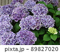 愛知県蒲郡市 あじさいの里 紫陽花 スターラインマース、 89827020