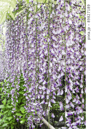 ふじの花 藤の花 ふじ棚 ふじの花 藤の花 ふじ棚 89827189