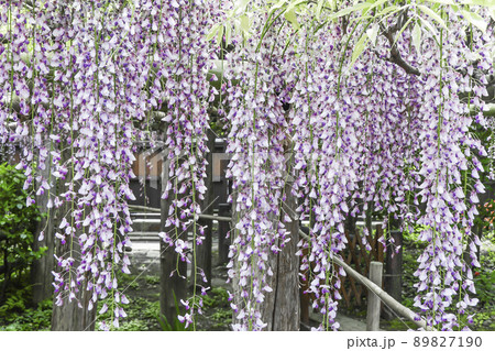 ふじの花 藤の花 ふじ棚 ふじの花 藤の花 ふじ棚 89827190