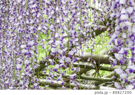 ふじの花 藤の花 ふじ棚 ふじの花 藤の花 ふじ棚 89827200