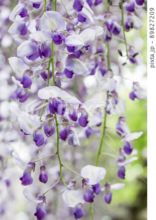 ふじの花　藤の花　ふじ棚　 89827209