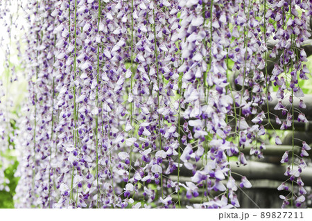 ふじの花　藤の花　ふじ棚　 89827211