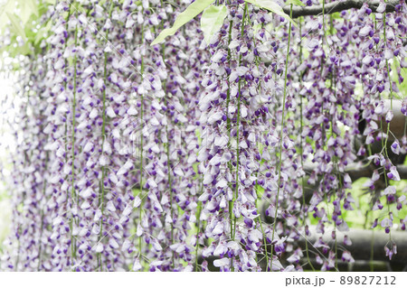 ふじの花 藤の花 ふじ棚 ふじの花 藤の花 ふじ棚 89827212