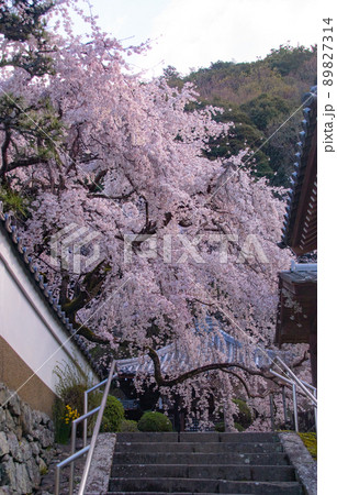 地福寺　満開の枝垂れ桜　大阪府阪南市 89827314