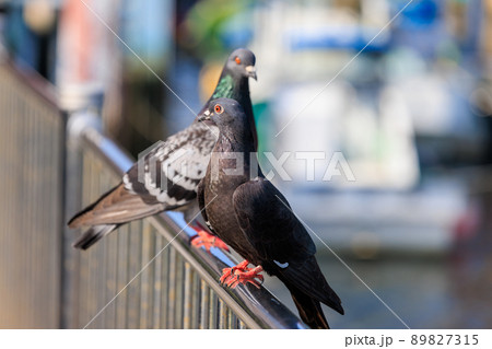 川岸の手すりに止まっている鳩 89827315