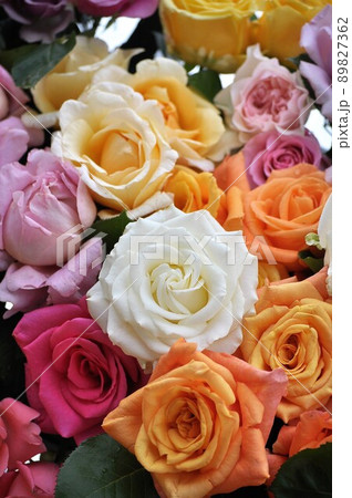 薔薇 89827362