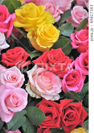薔薇 89827363