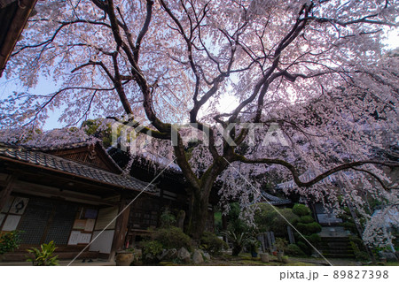 地福寺　満開の枝垂れ桜　大阪府阪南市 89827398