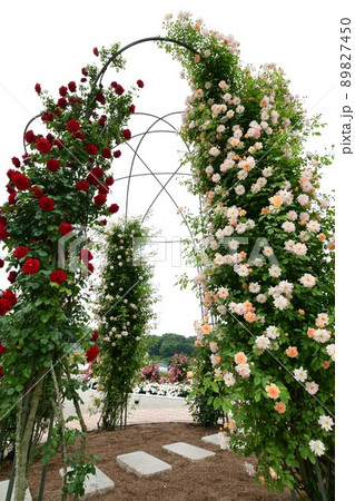 ぎふワールド・ローズガーデンの薔薇の花 89827450