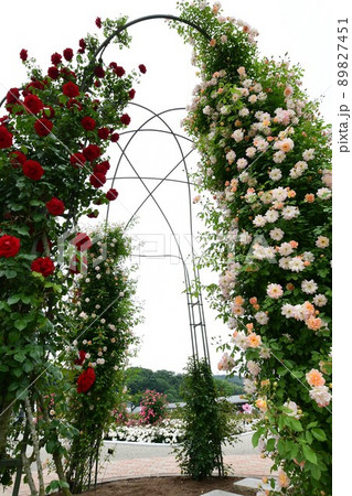 ぎふワールド・ローズガーデンの薔薇の花 ぎふワールド・ローズガーデンの薔薇の花 89827451
