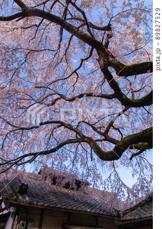 地福寺 満開のしだれ桜 大阪府阪南市 地福寺 満開のしだれ桜 大阪府阪南市 89827529