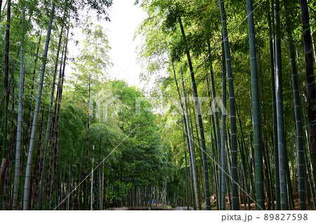 竹垣と竹林 竹垣と竹林 89827598
