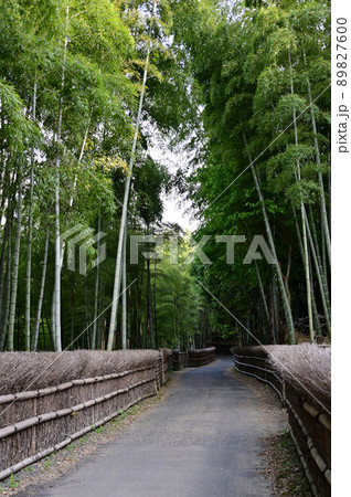 竹垣と竹林 竹垣と竹林 89827600