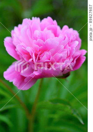 芍薬(シャクヤク)Paeonia lactiflora 芍薬(シャクヤク)Paeonia lactiflora 89827607