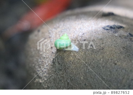 アオミオカタニシ アオミオカタニシ 89827652