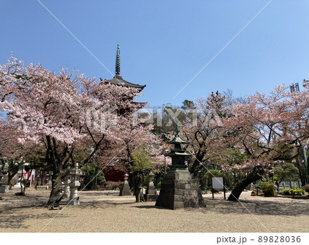桜と青空の下、参道から本堂を眺める 桜と青空の下、参道から本堂を眺める 89828036