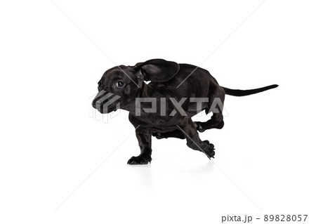Beautiful puppy of dachshund dog running. playing isolated on white studio background. Concept of motion, pets love, animal life. Beautiful puppy of dachshund dog running. playing isolated on white studio background. Concept of motion, pets love, animal life. 89828057