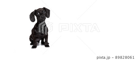 Cute puppy of dachshund dog posing isolated on white studio background. Concept of motion, pets love, animal life. Flyer Cute puppy of dachshund dog posing isolated on white studio background. Concept of motion, pets love, animal life. Flyer 89828061