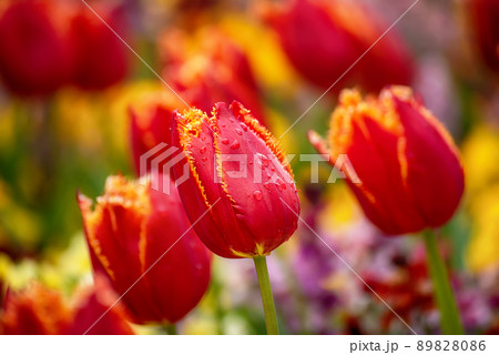Red tulip flowers Red tulip flowers 89828086