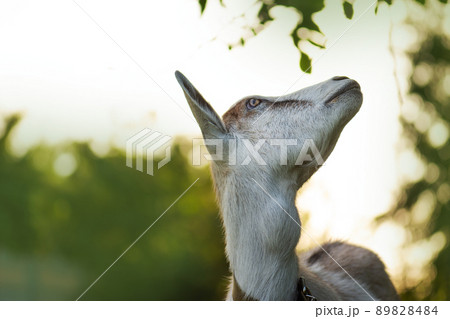Livestock in the village. Cheerful young goat posing on sunset lights. 89828484