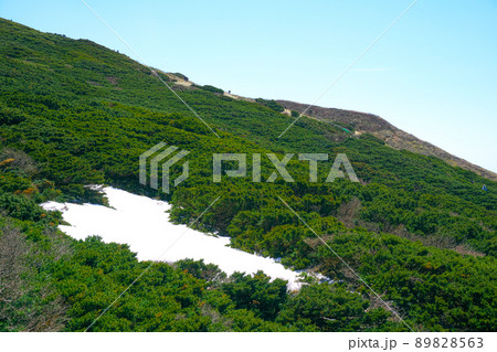 【日本百名山】大山　初夏のダイセンキャラボクの林と残雪　鳥取県西伯郡大山町 89828563