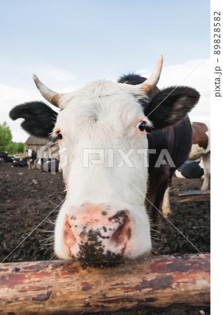 Close up portrait of curious cow among herd of cows and bulls. Dairy farm animals are grazing in paddock. Animal husbandry in countryside. Close up portrait of curious cow among herd of cows and bulls. Dairy farm animals are grazing in paddock. Animal husbandry in countryside. 89828582