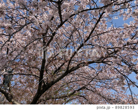 桜と青空 桜と青空 89828593