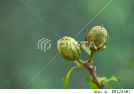 Hibiscus syriacus with seeds 89828662