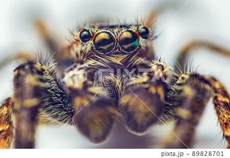 Extreme magnification - Jumping spider portrait, front view 89828701