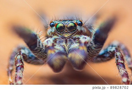 Extreme magnification - Jumping spider portrait, front view 89828702