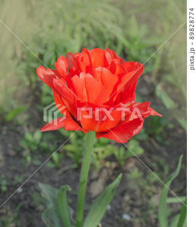 Double red peony tulip Emblazon 89828774