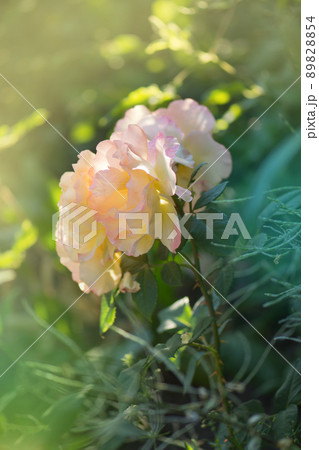 Rose growing outdoor. 89828854