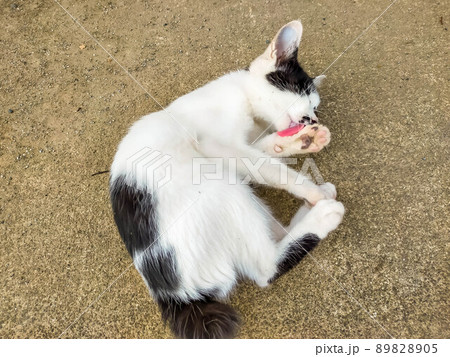 なめ猫 なめ猫 89828905