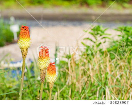 初夏の楽しい景色 ダイナミックでユニークなトリトマの花 初夏の楽しい景色 ダイナミックでユニークなトリトマの花 89828907