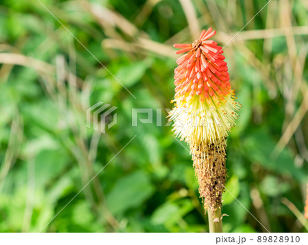 初夏の楽しい景色 ダイナミックでユニークなトリトマの花 初夏の楽しい景色 ダイナミックでユニークなトリトマの花 89828910