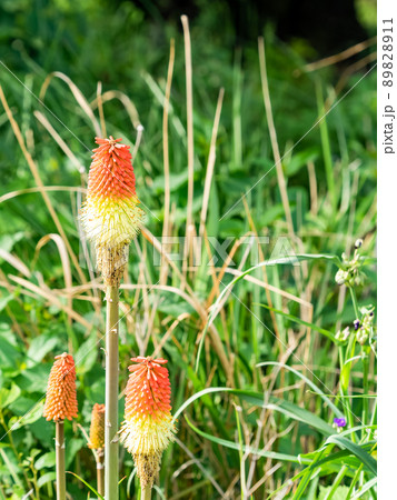 初夏の楽しい景色 ダイナミックでユニークなトリトマの花 初夏の楽しい景色 ダイナミックでユニークなトリトマの花 89828911
