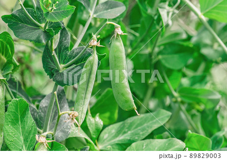 Fresh green pea pods 89829003
