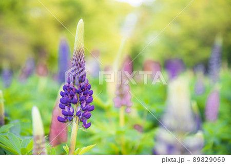 ルピナス ルピナス 89829069