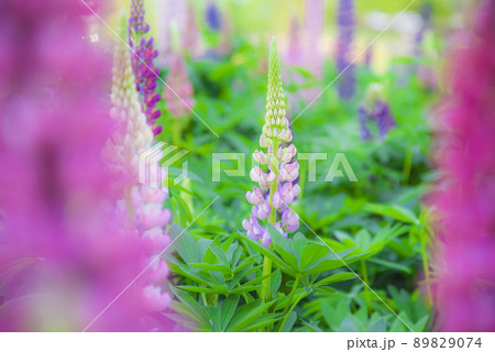 ルピナス 89829074