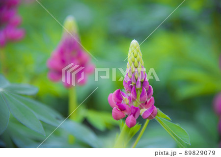 ルピナス ルピナス 89829079