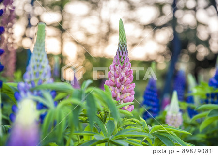 ルピナス 89829081